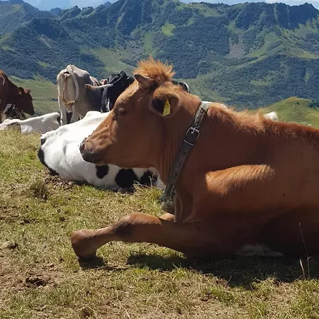 Schantl Appartement *